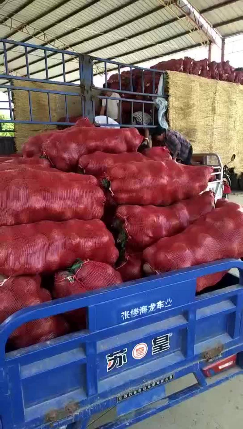 徐州市红甜菜基地红甜菜市场加工厂常年供应