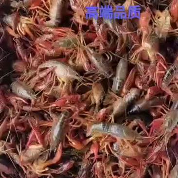 盱眙三宝龙虾，螃蟹