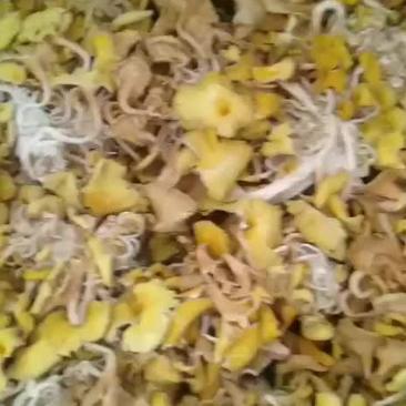 大量批发山野菜黄金菇，鸡油菌，一件代发。
