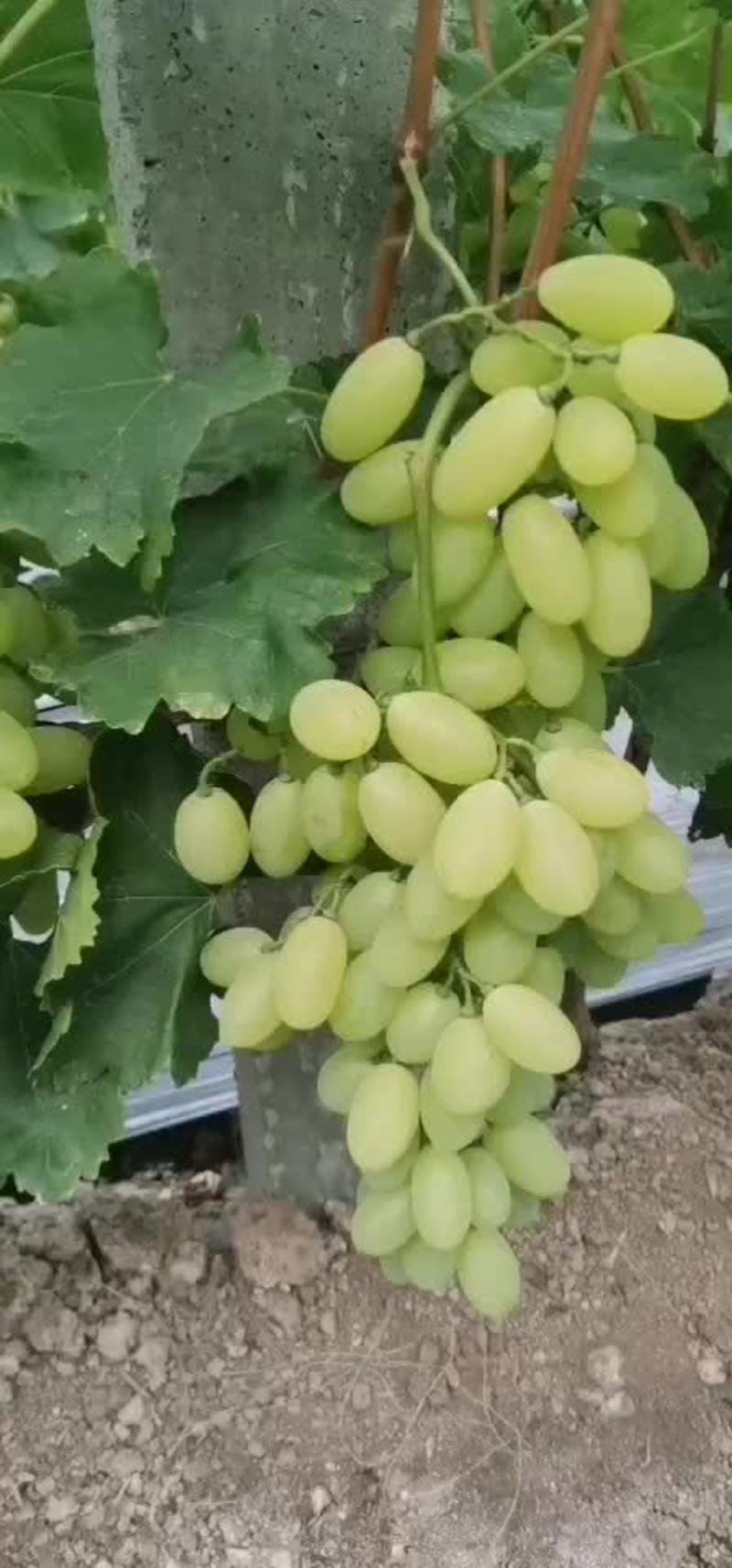 维多利亚葡萄10%以上1.5~2斤诚邀各地水果商