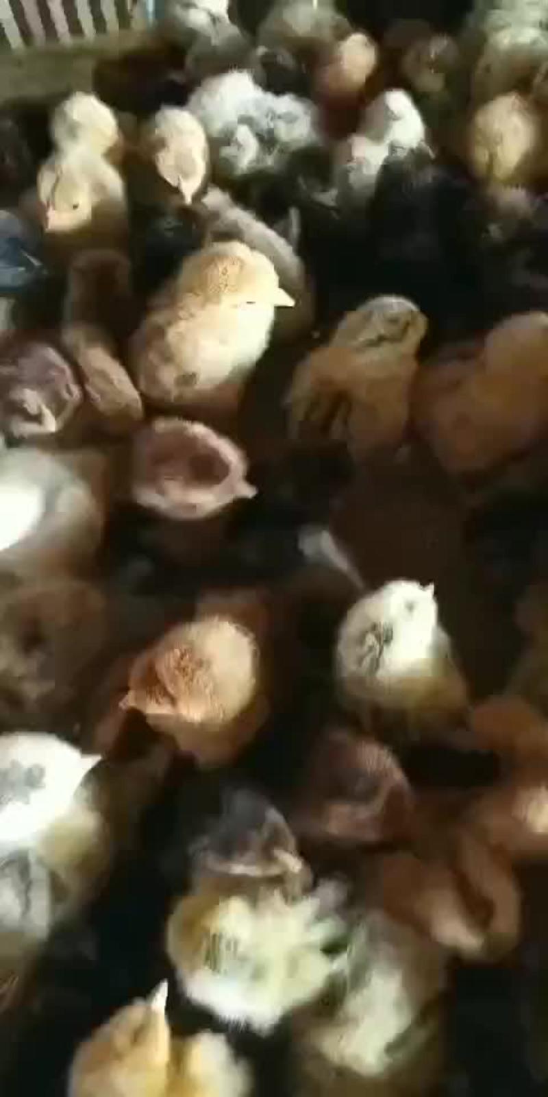 红瑶鸡苗青脚土鸡出壳苗包防疫提供技术