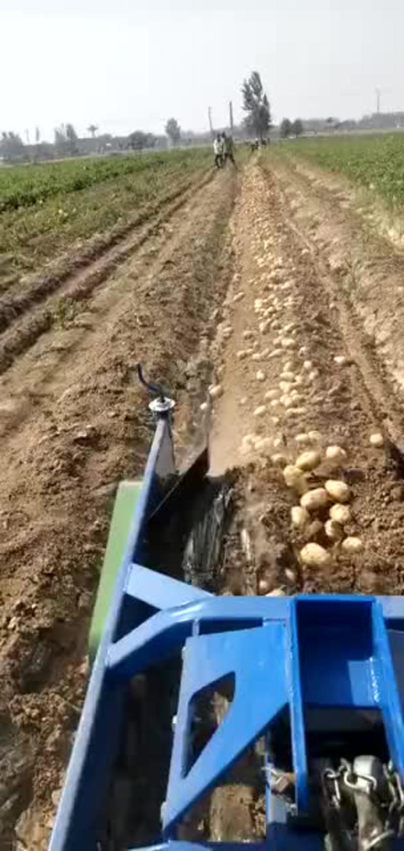 红薯土豆收货机四轮带地瓜手扶土豆收获机