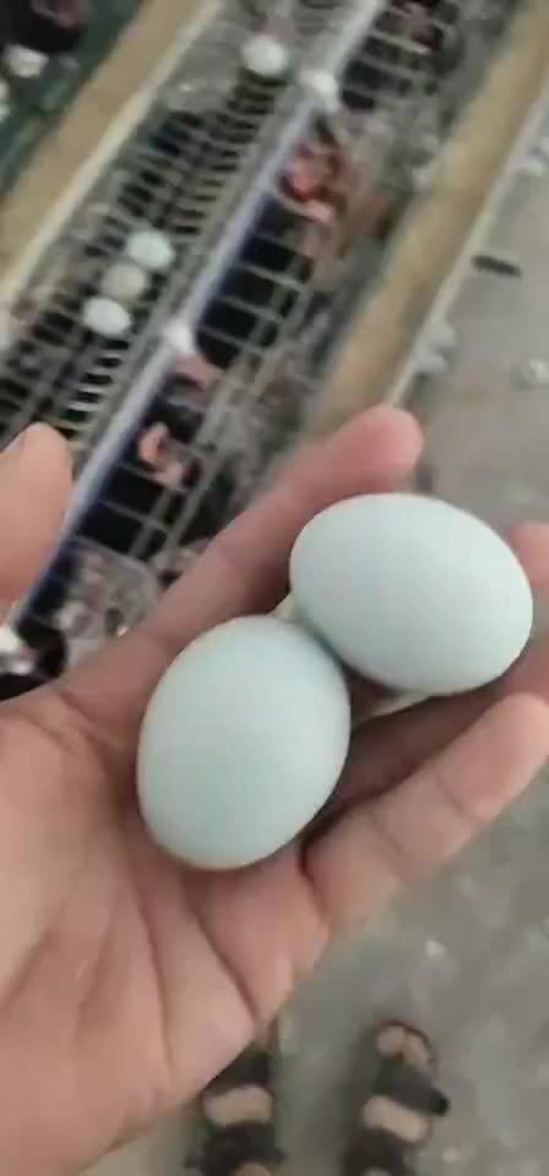 散养绿壳乌鸡蛋养殖户零售批发，