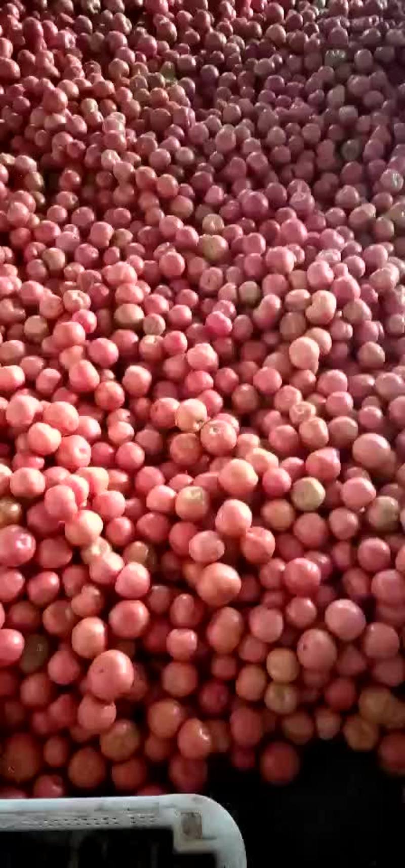 山西西红柿硬粉，弧三以上货源足价格优惠采购优选