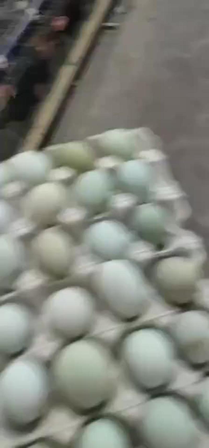 散养绿壳乌鸡蛋养殖户零售批发，