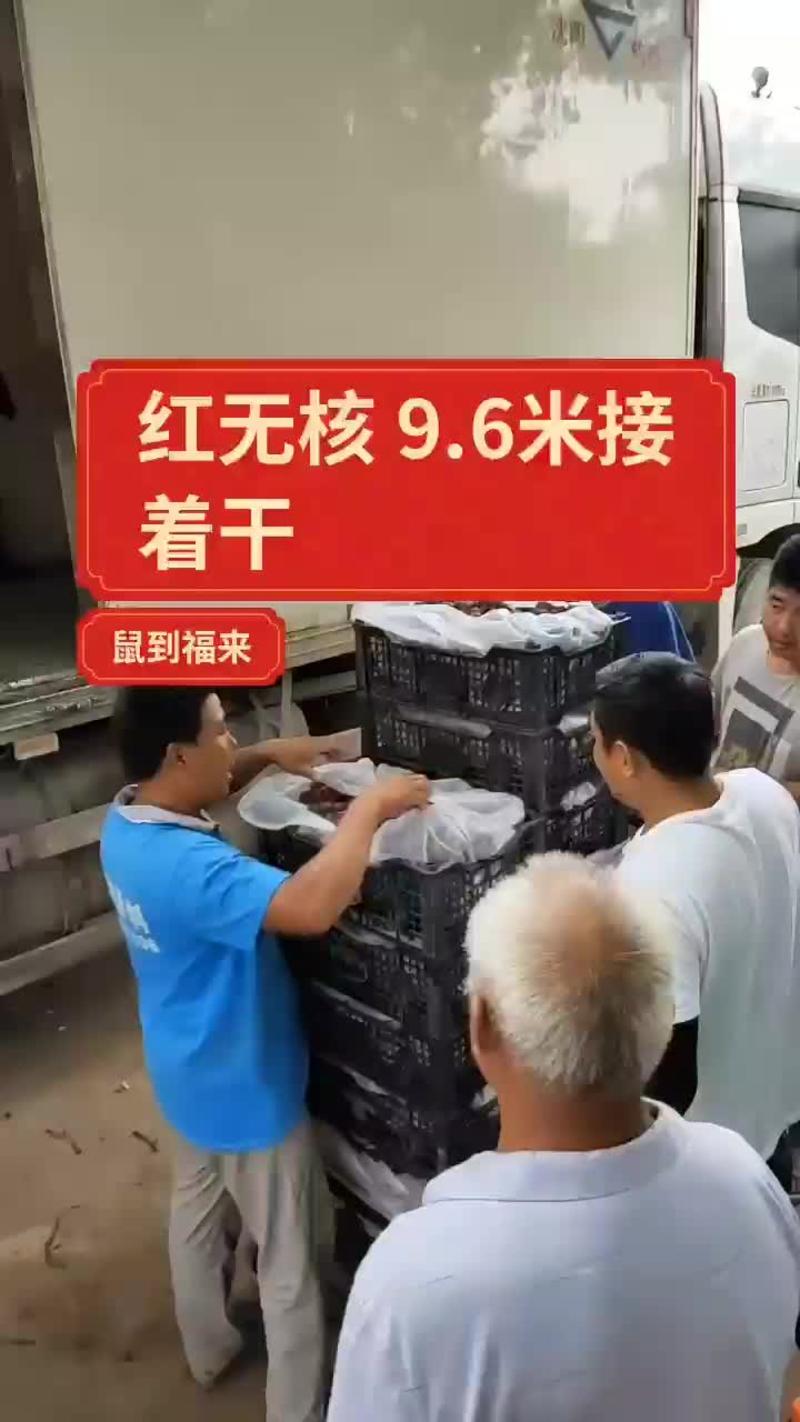 红无核河北邯郸永年万亩葡萄精品红无核葡萄大量上市