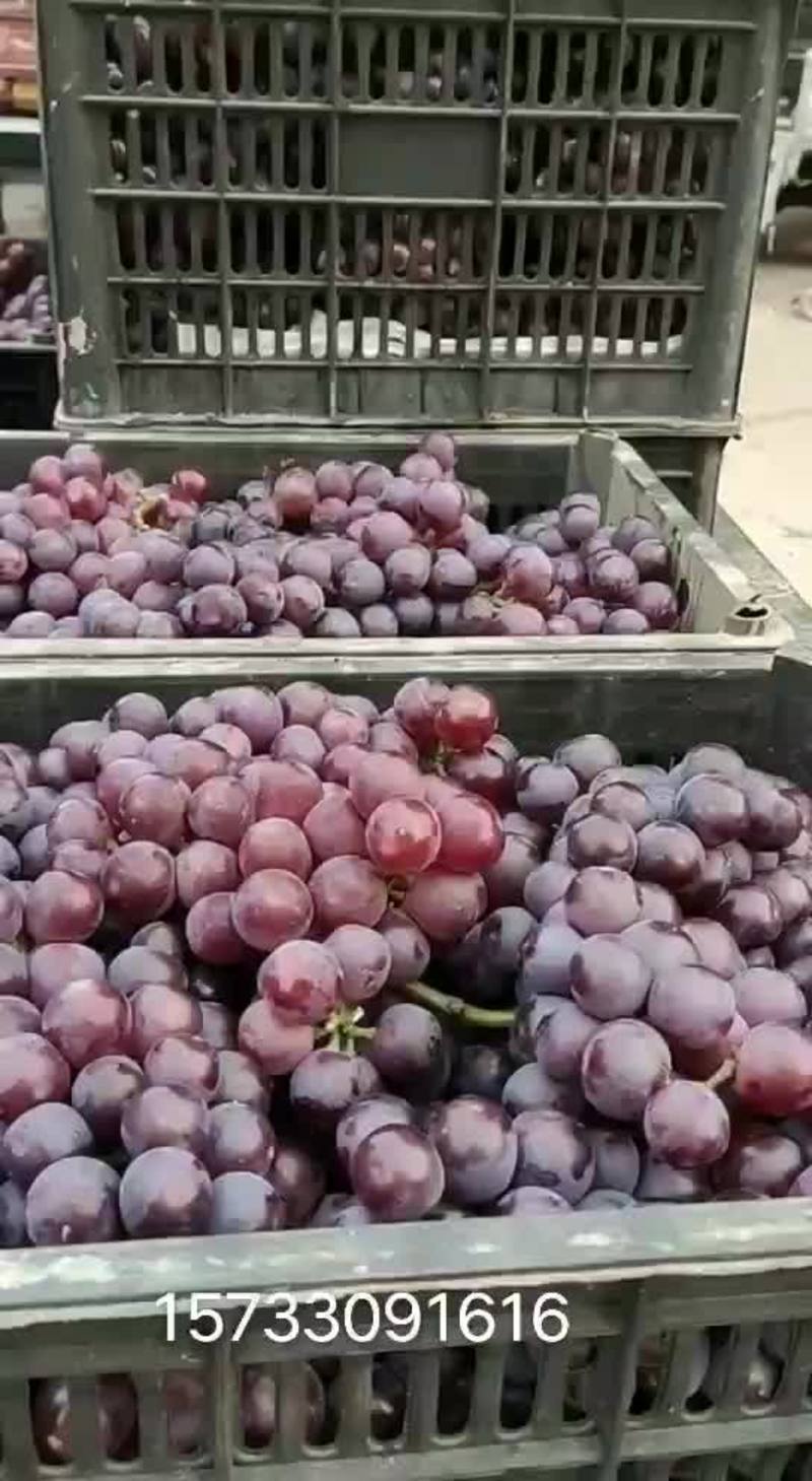 红无核河北邯郸永年万亩葡萄精品红无核葡萄大量上市