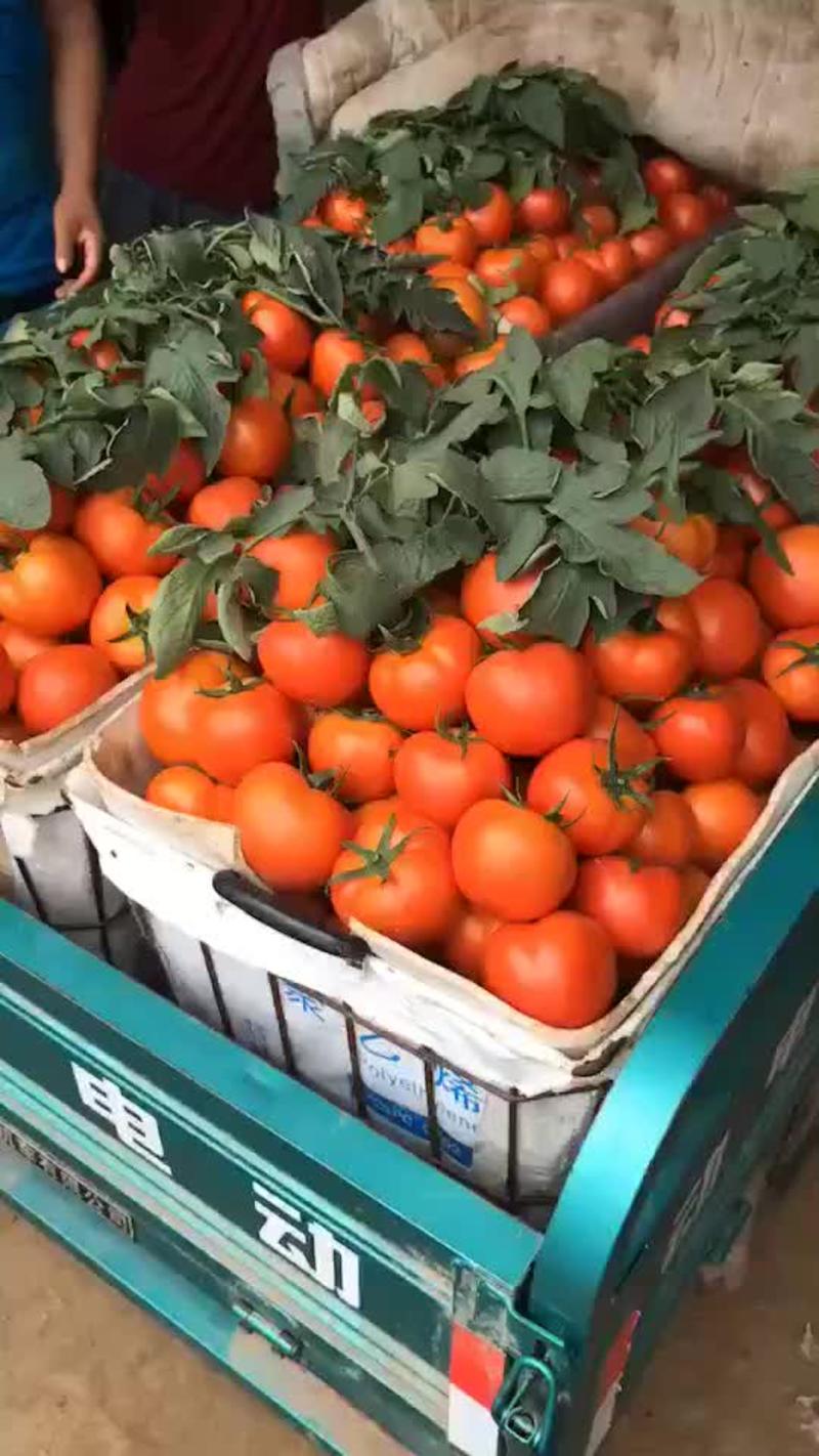 青岛莱西市大红西红柿，串果，单果上市，质量保证，货源充足