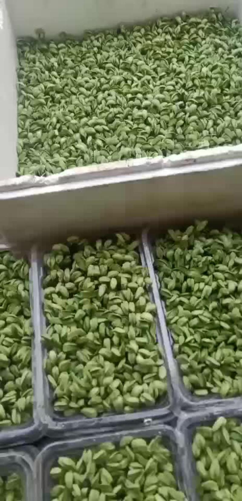 黑豆芽苗菜(可以大批量供应）提供技术培训