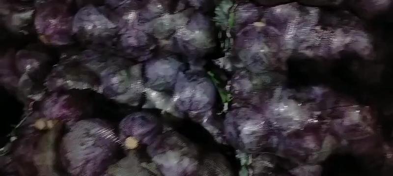 甘肃高原夏菜基地精品紫甘蓝，大量供应商，需要的老板大量供