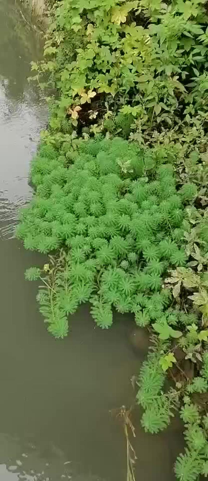 成都郫都区狐尾藻，深度35-40
