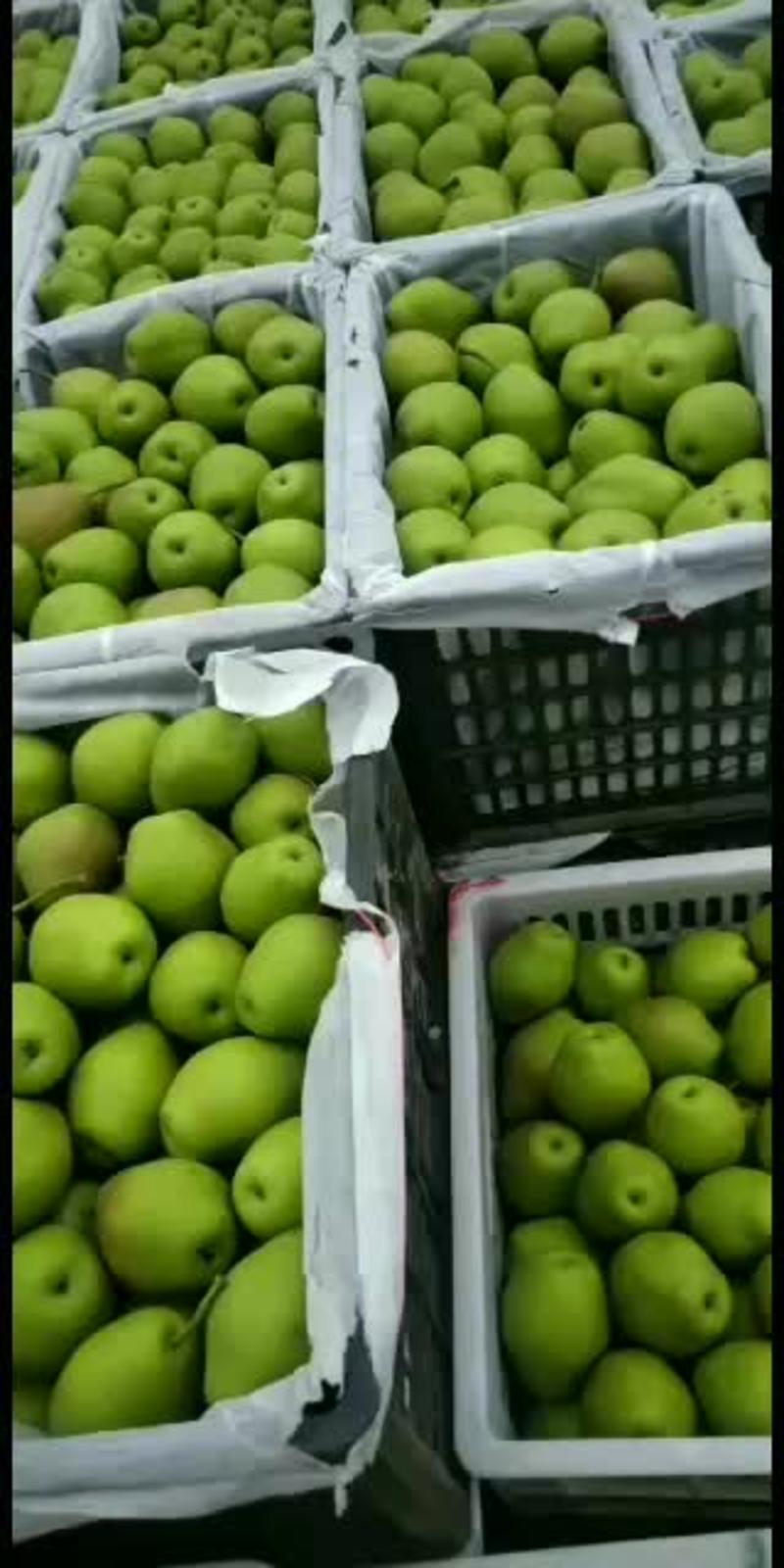 红香酥梨价格，大荔县红香酥梨产地