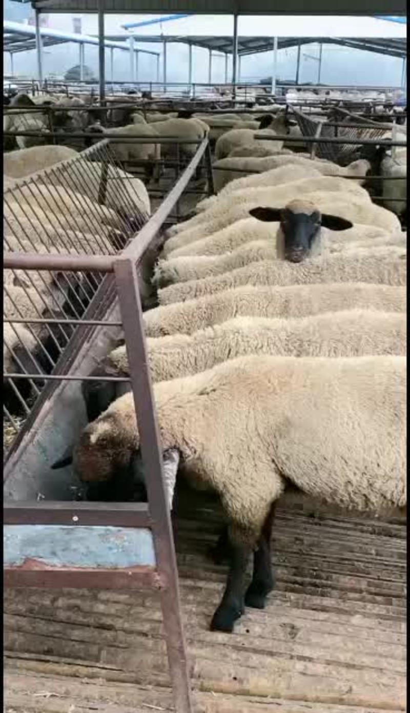 萨福克羊怀孕母羊视频挑选买十送一咨询有豪礼