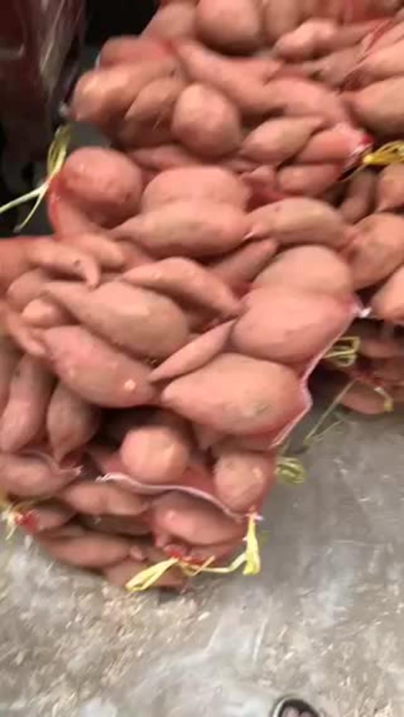 【有优惠】开封精品西瓜红龙薯九号红薯地瓜