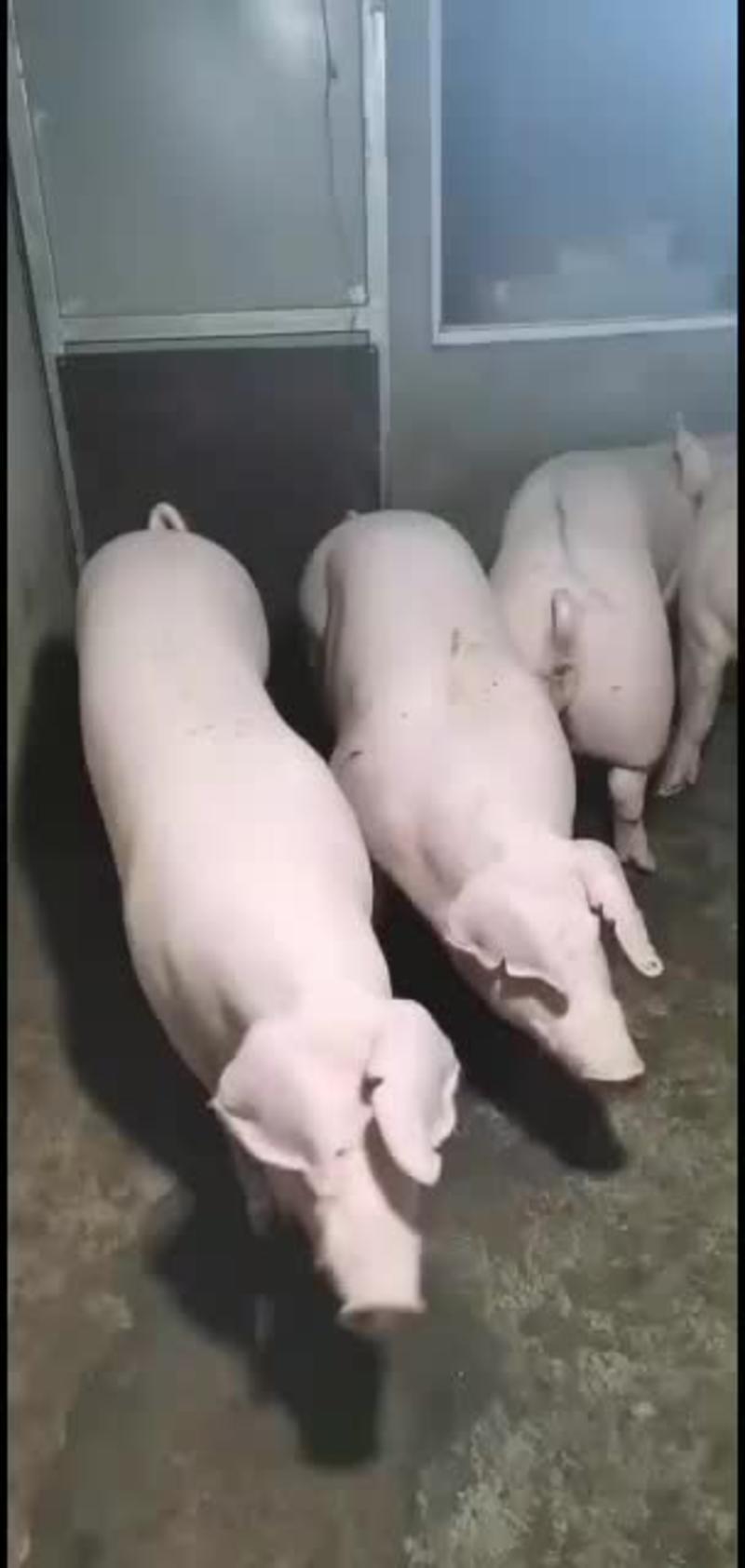 【热销】原种太湖母猪，品种繁多，产地直供全国接单