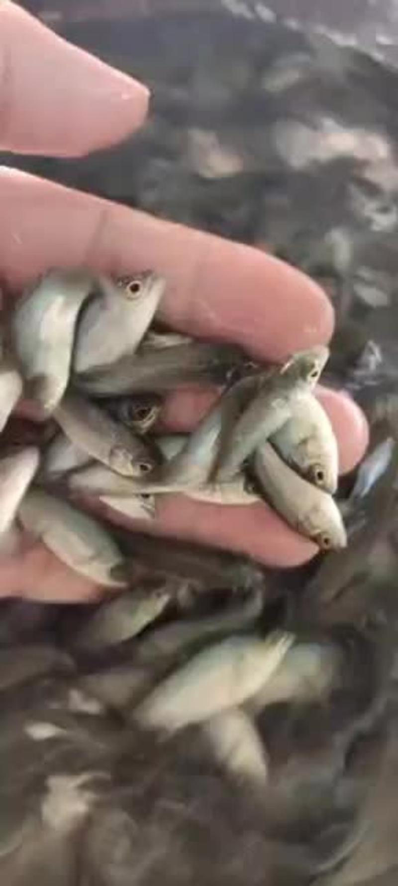 优质澳洲宝石鲈鱼苗淡水活体池塘养殖鱼宝