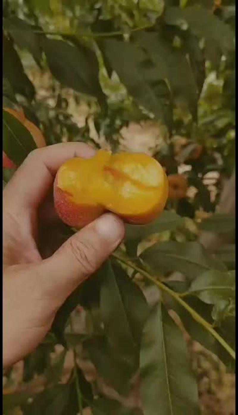 银杏树银杏苗白果树规格1.5-5公分