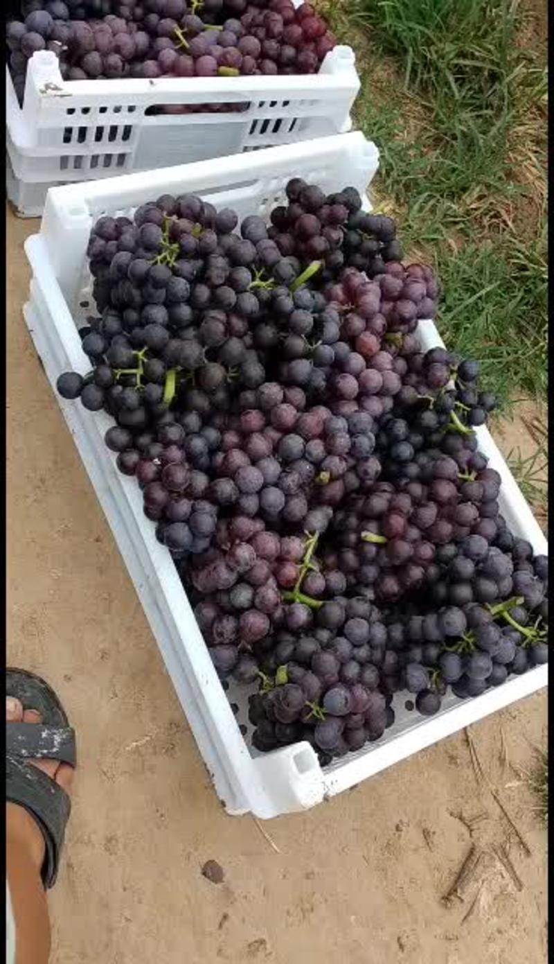 威县夏黑葡萄大量上市了