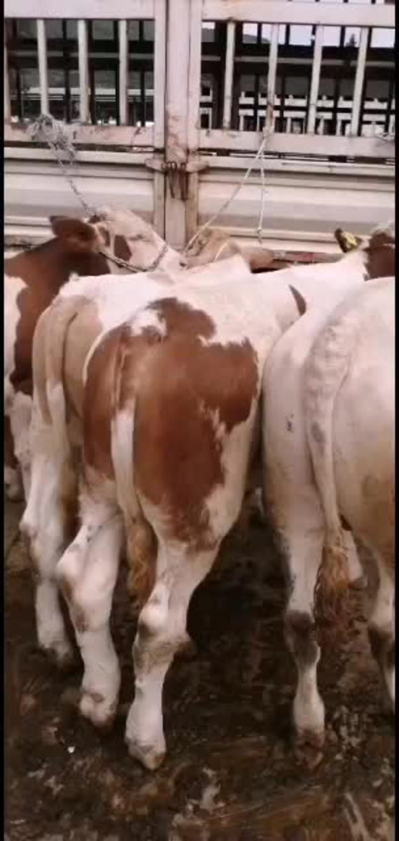 云南省西门塔尔，，养殖小牛能开检疫证