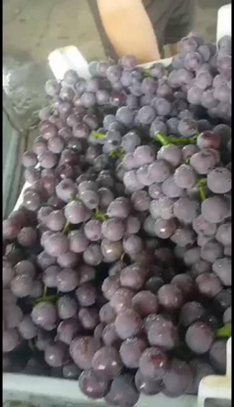 精品巨峰葡萄夏黑葡萄，红宝石葡萄大量上市河北威县代收代办