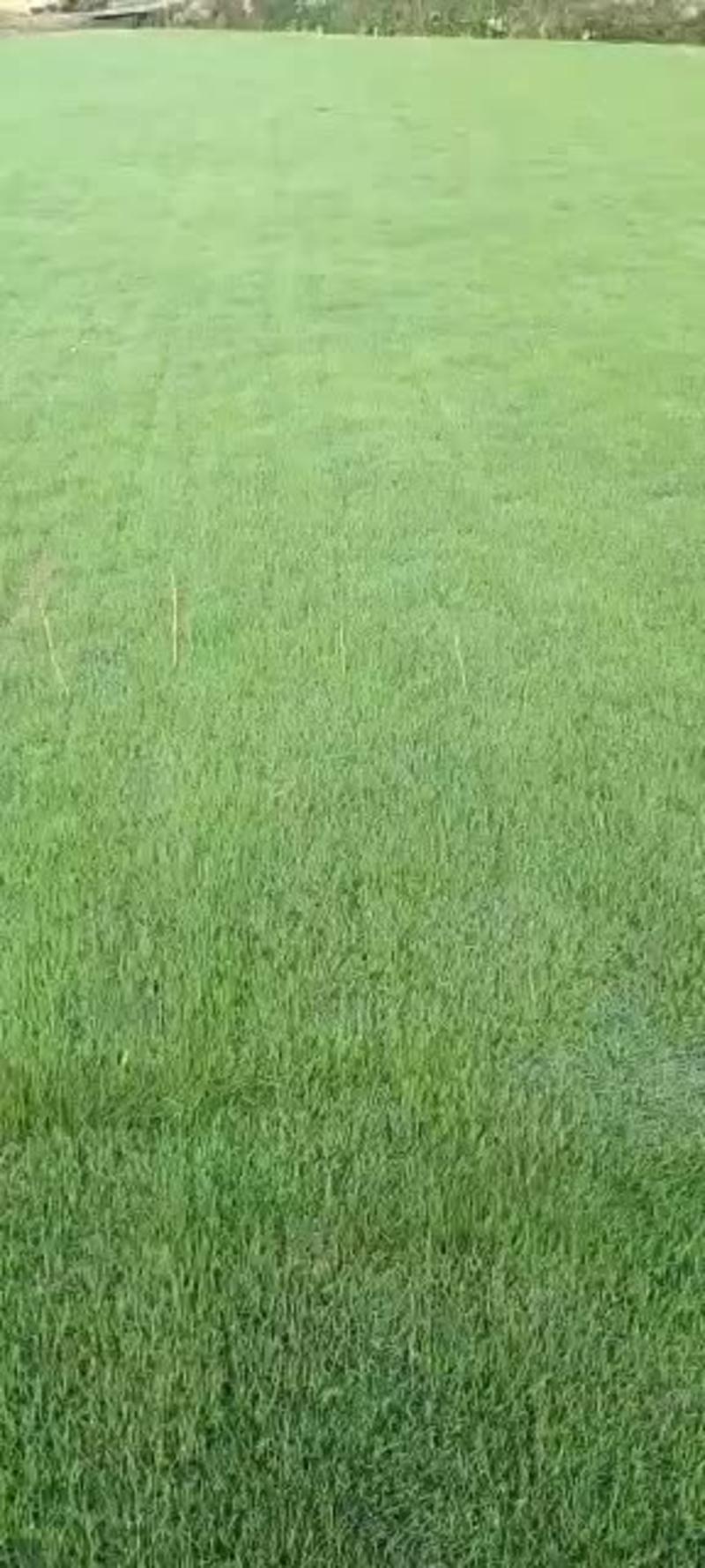 阿兰草场专业种植大叶油草，台湾草，
