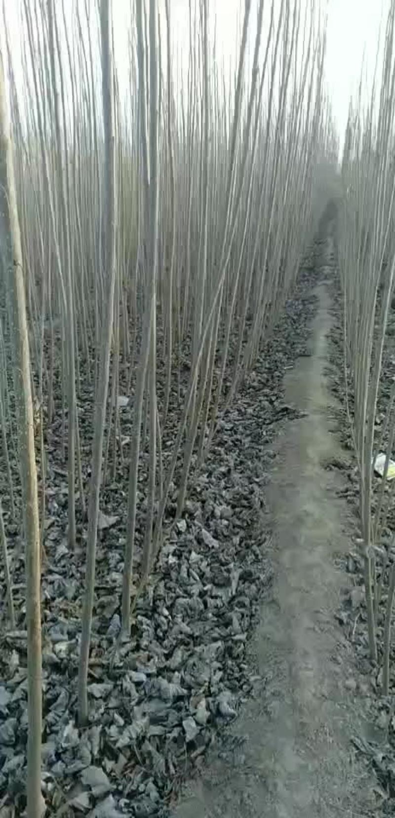 春节正常发货基地大量批发杨树苗1米到五米规格齐全