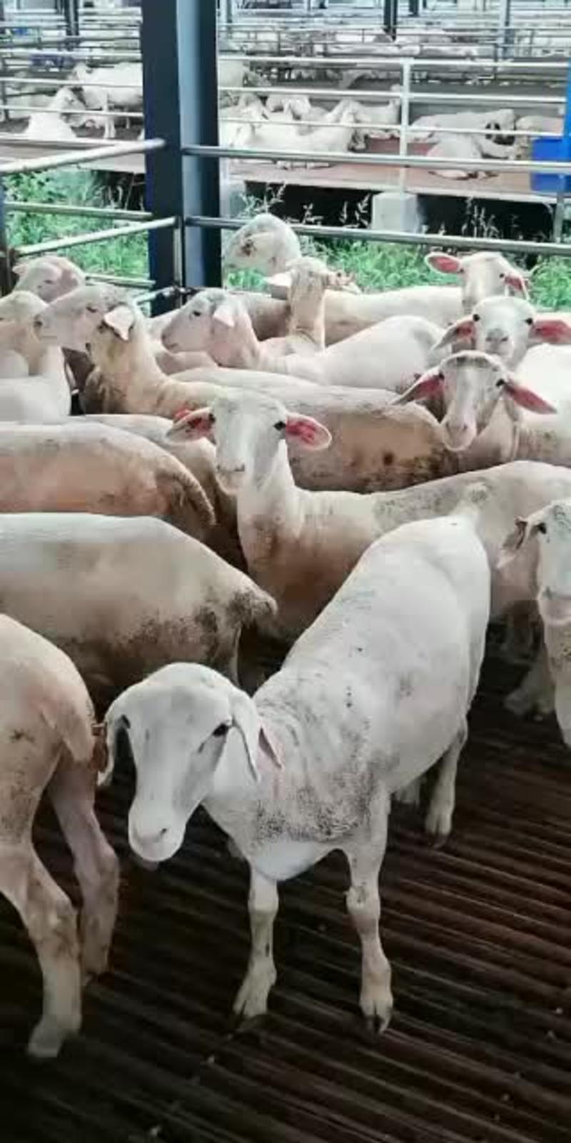 育肥羊羔育肥绵羊免费运输货到付款质保三月有补贴