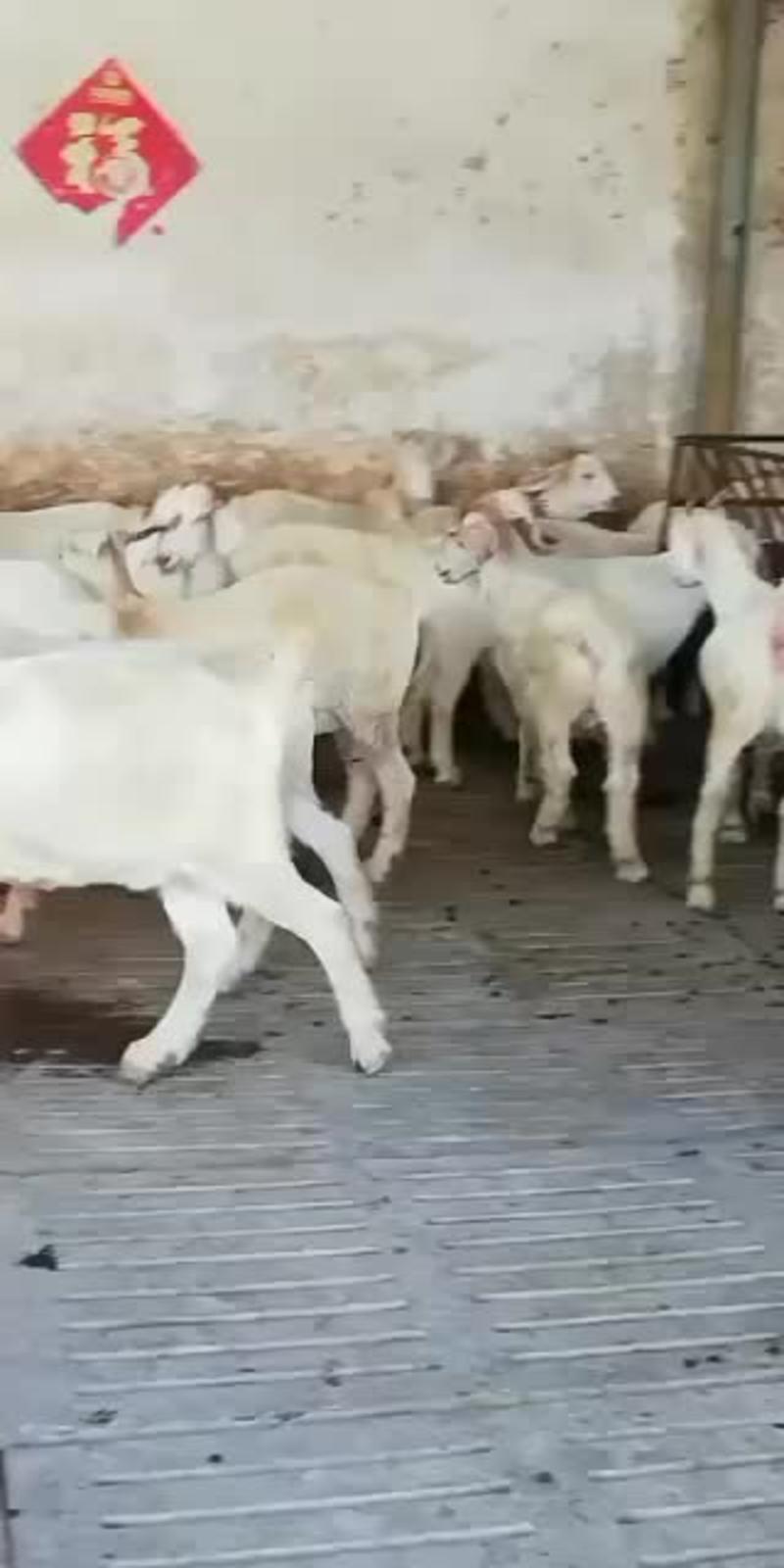 选好种羊到启辰种羊养殖场价格低质量好健康可视频看货