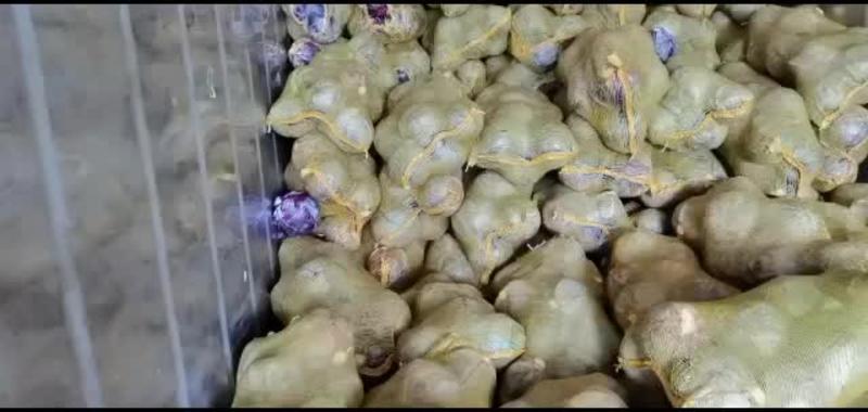 甘肃高原夏菜基地精品紫甘蓝，大量供应商，需要的老板大量供