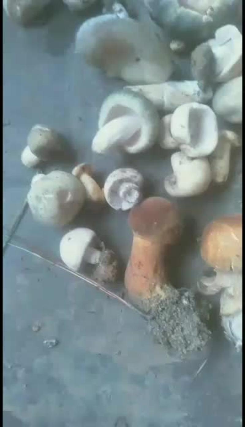 黄老人，见水清。清头菇，32种野生蘑菇。吃起来都很美味的
