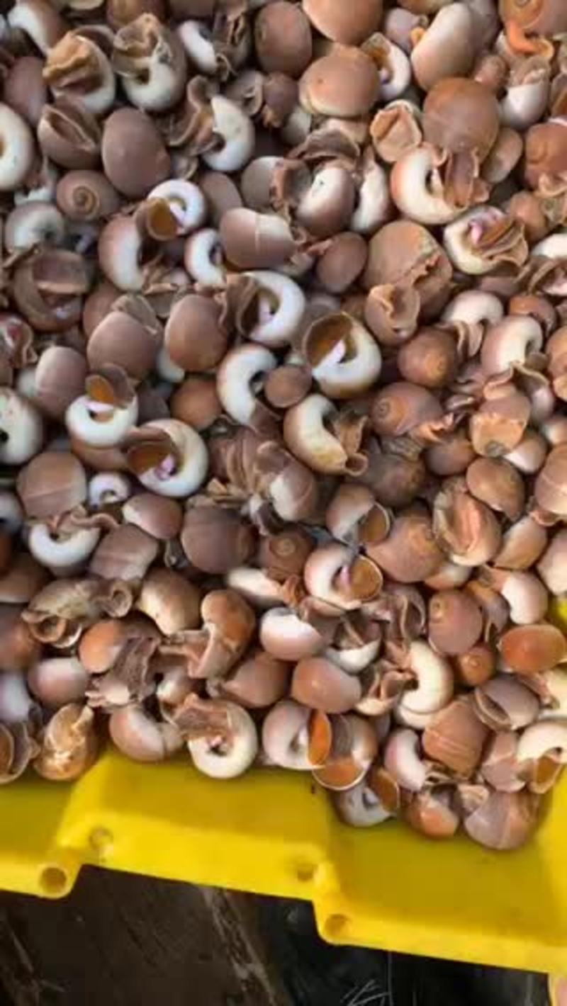 红香螺水产贝壳类贝类小船货大豆中豆小豆应有尽有