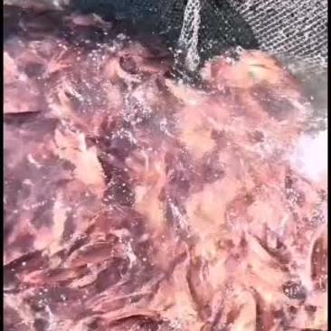 东山岛海鲜供应台湾红鱼红笛鲷（活鲜）产地发货品质保证