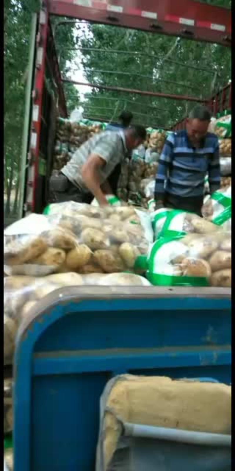 山东荷兰十五土豆1两以上通货全国发货