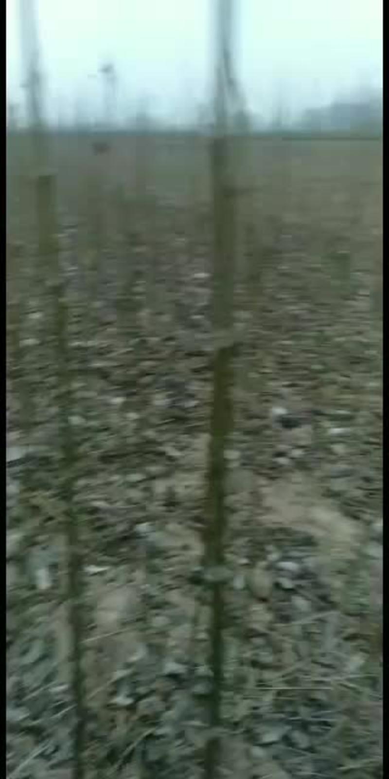 金丝秋树常年批发。一公分至五公分。三米五到四米。规格齐全