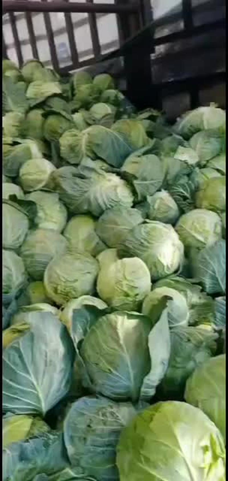 绿甘蓝1~2公斤产地直销全国发货价格优惠保质保量