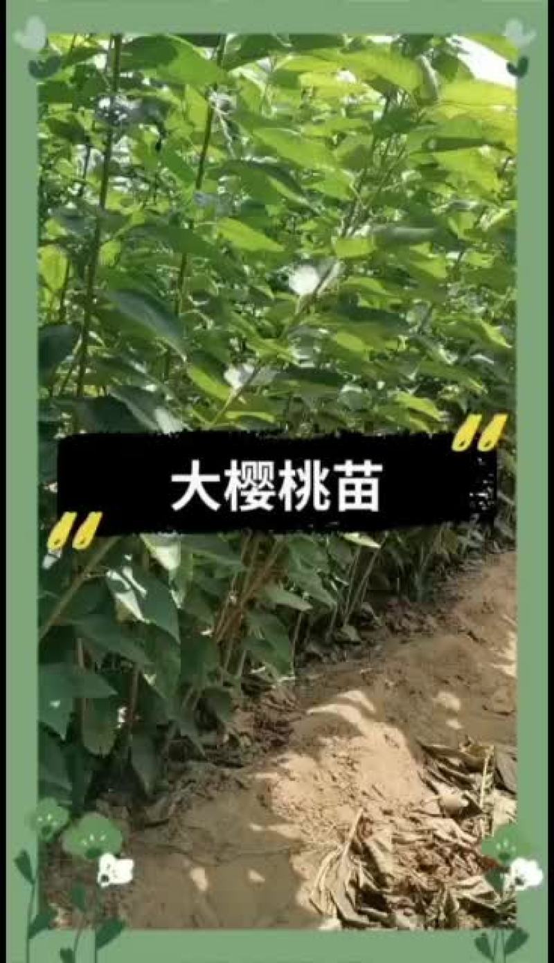 岱红大樱桃品种介绍图片