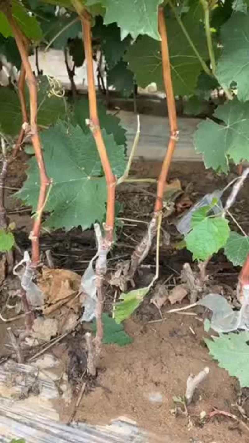 阳光玫瑰葡萄苗根系发达，苗好，果更好，3309M枮木