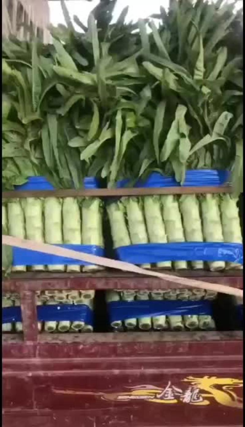 精品三青，红尖叶莴苣产地直供保质保量物流全国