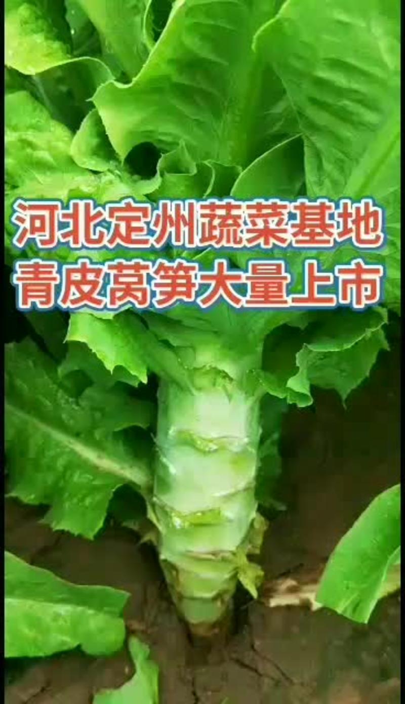 【精品】河北蔬菜尖叶莴笋青皮青肉圆叶莴笋现货直发