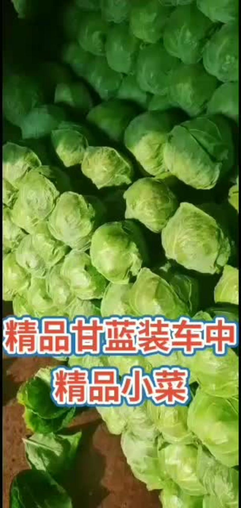 【产地直发】河北蔬菜基地优质绿甘蓝新鲜上市货源充足