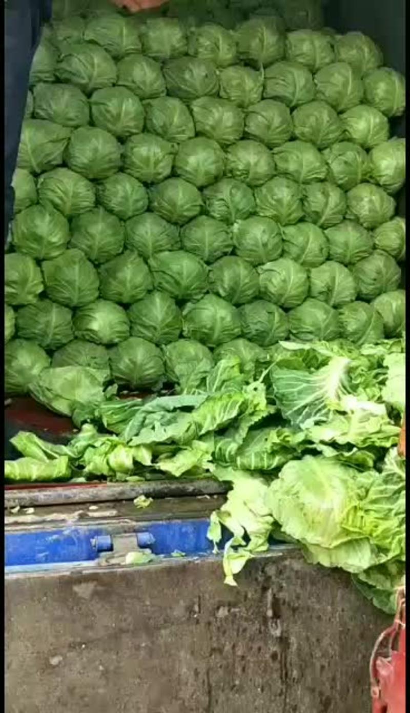 【产地直发】河北蔬菜基地优质绿甘蓝新鲜上市货源充足