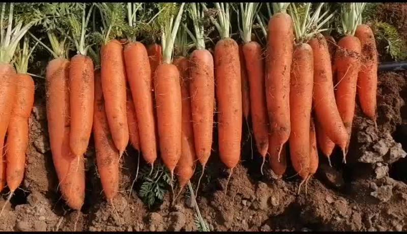 胡萝卜，坝上新鲜蔬菜精品胡萝卜，产地发货量大从优