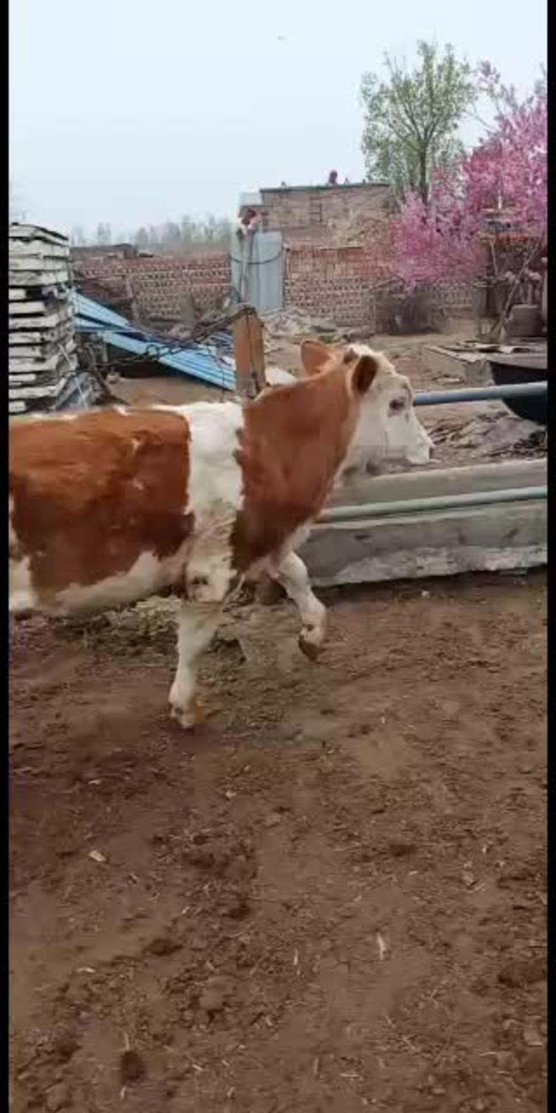 西门塔尔母牛犊，公牛犊出售