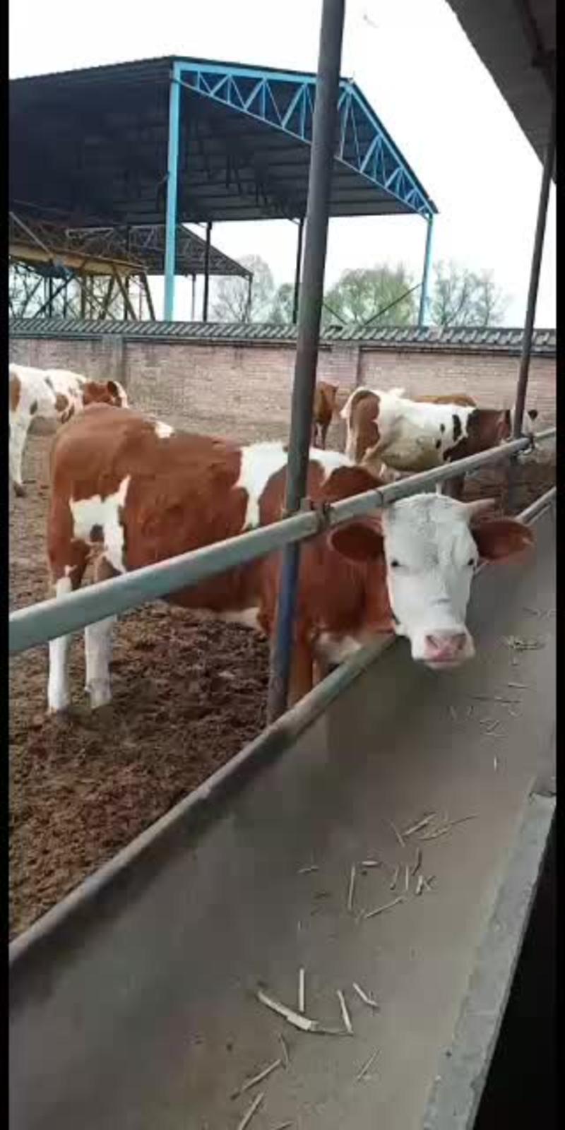 西门塔尔母牛犊，公牛犊出售