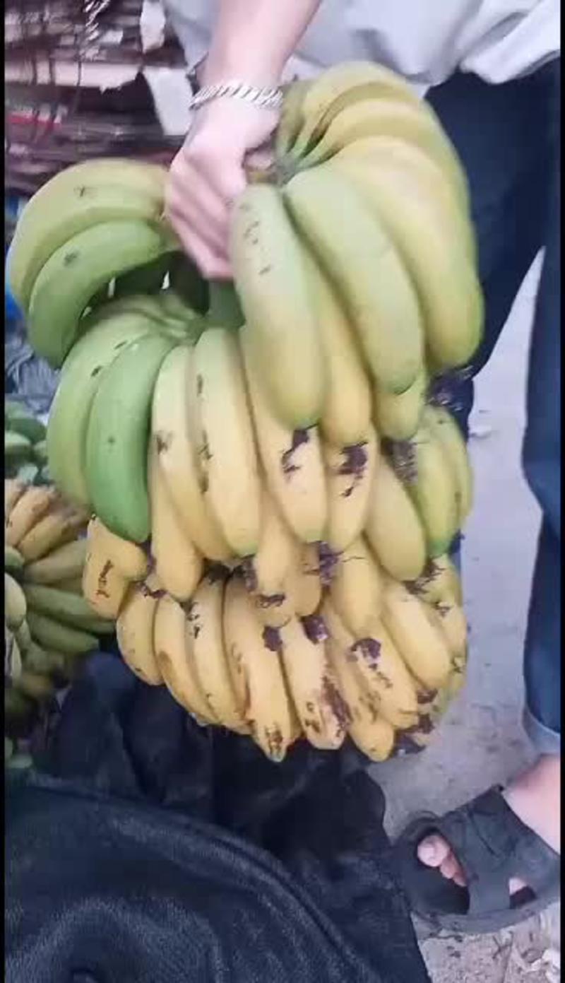 品质优良香糯好吃的大香蕉