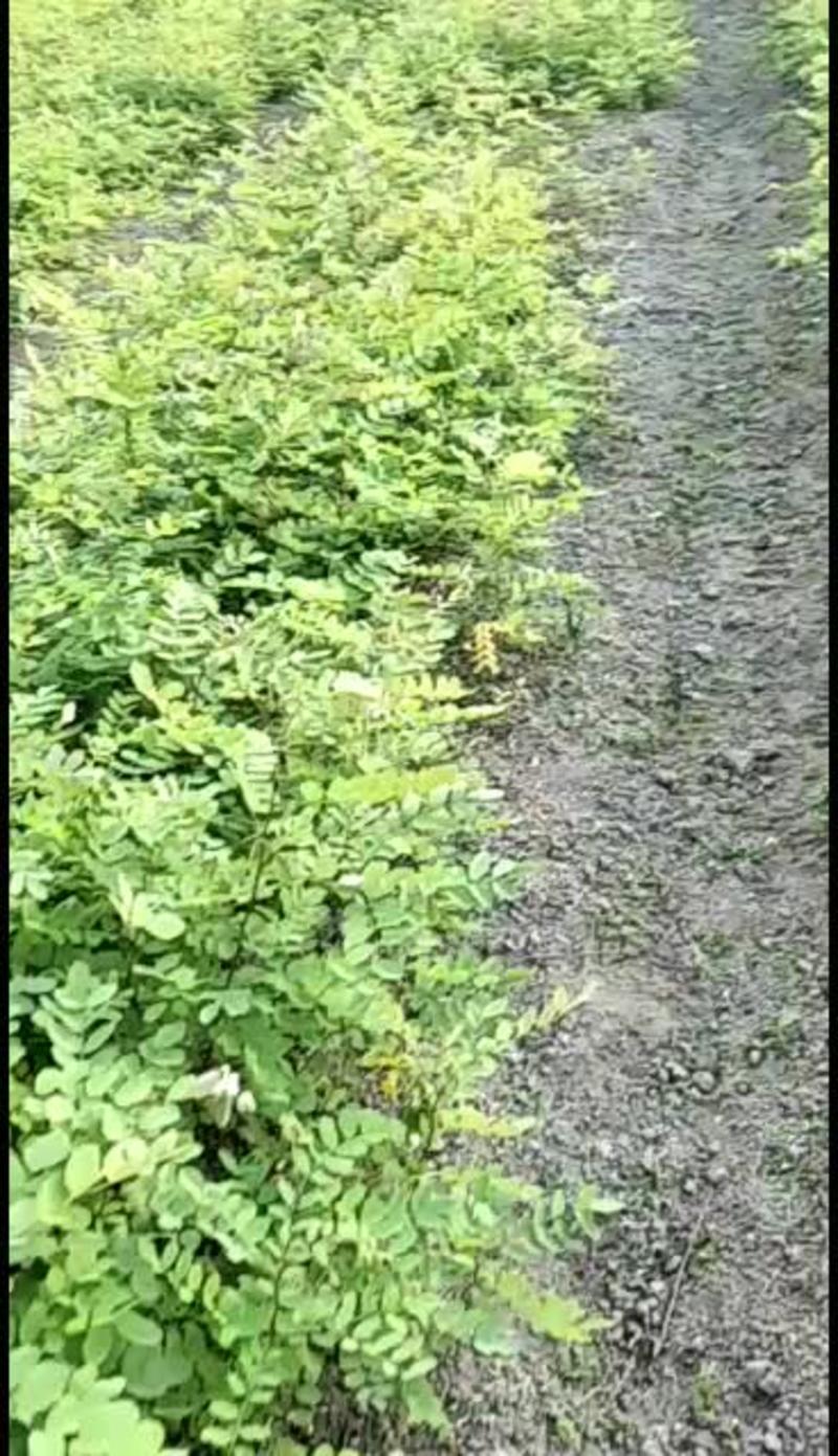 湖北利川刺槐苗，刺槐，现拔现发，可以视频看货质量保证