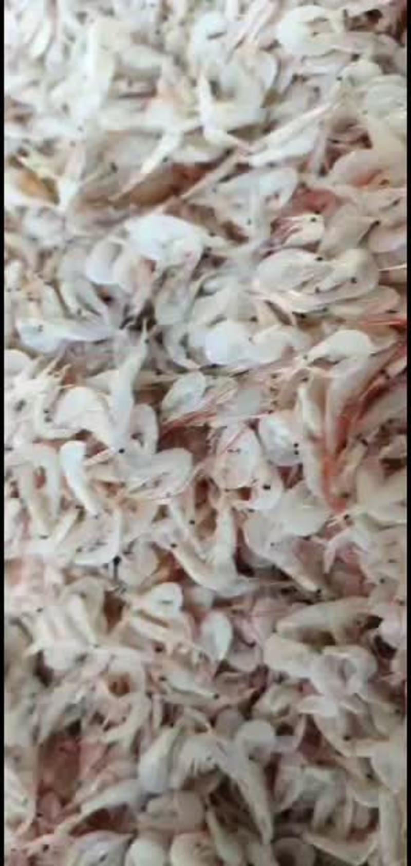 拼单电商跑江湖渤海特产优质虾皮海米虾干虾海鲜干货