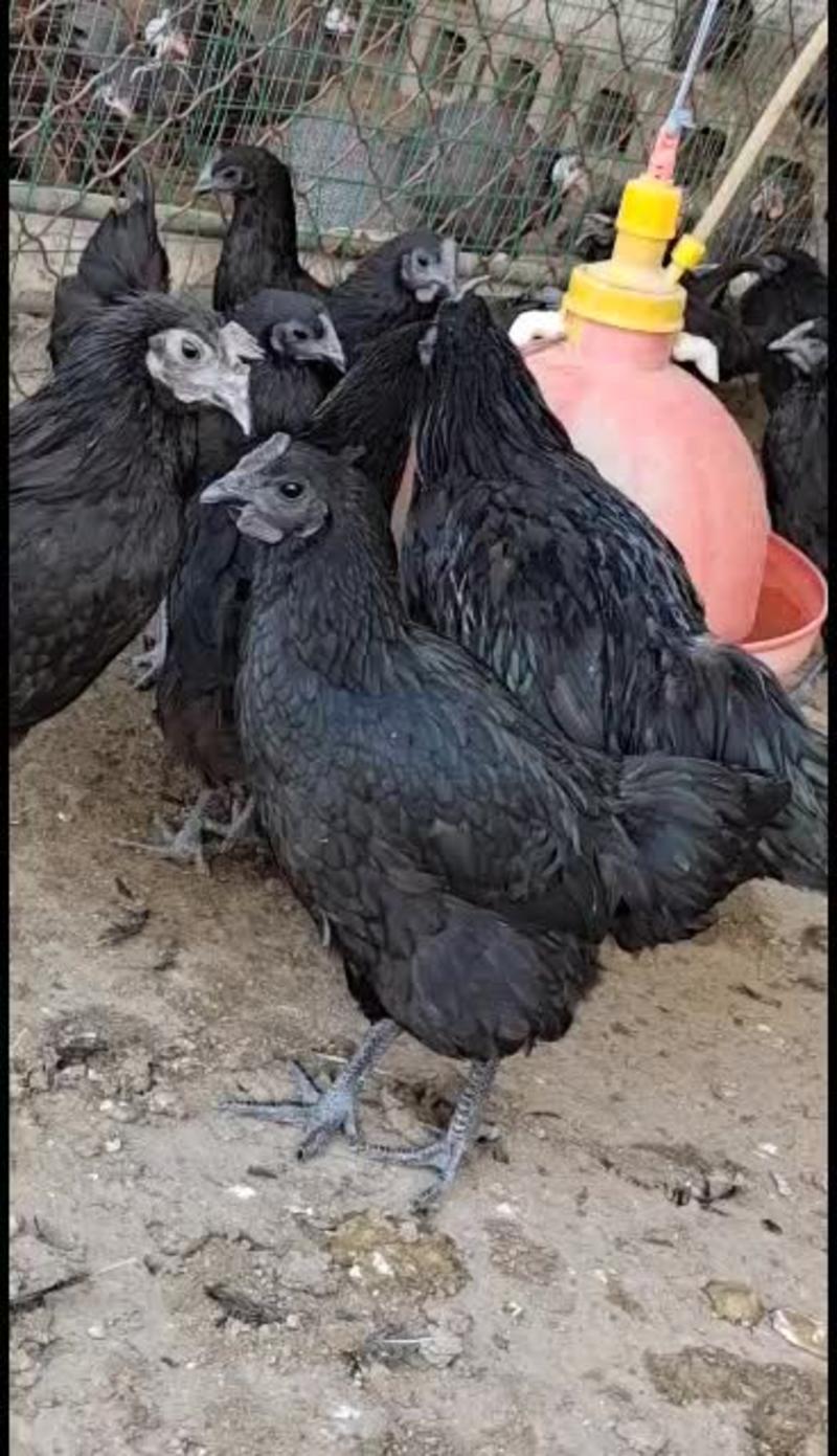 纯种绿壳蛋鸡俗称五黑鸡公母都有一只也是批发价全国发货