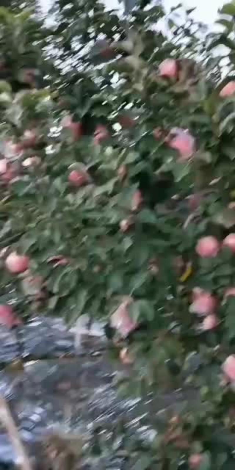 山西省临汾市红富士苹果