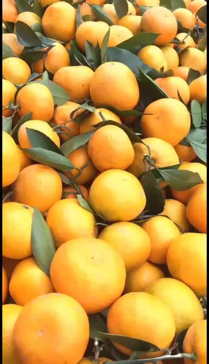 陕西汉中坡地蜜橘，皮薄，颜色好，质量好，口感好，吃甜蜜，